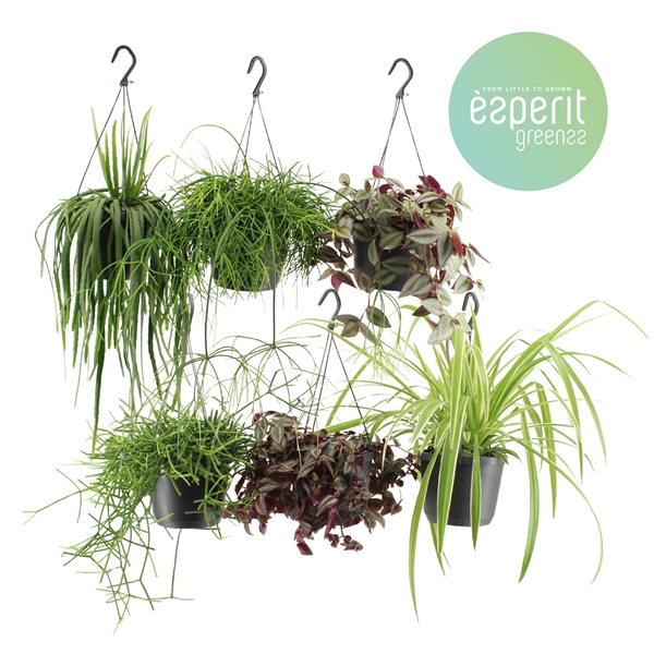 <h4>Hangmix Greenss 4 srt. hangpot</h4>