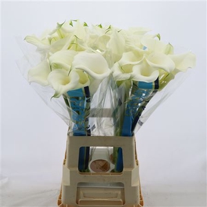 Calla Pure Art