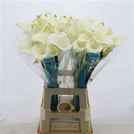 <h4>Calla Pure Art</h4>