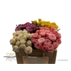 Rosa Spray Dutch Mix Blik