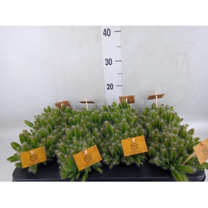 Hylocereus undatus
