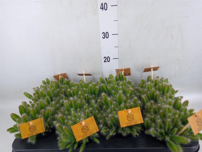 <h4>Hylocereus undatus</h4>