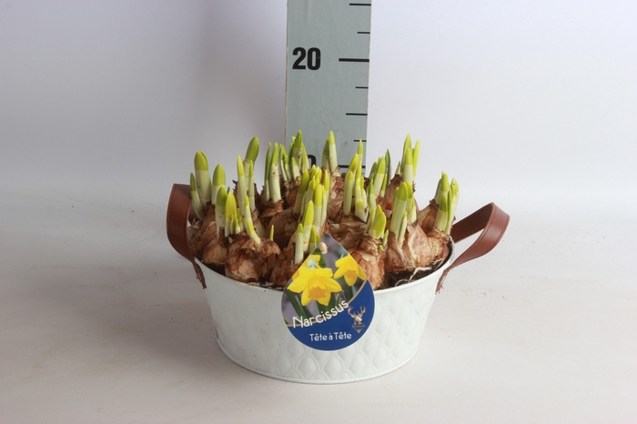 <h4>ARR NARCISSUS</h4>