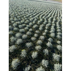Leucophyta (Calocephalus) brownii