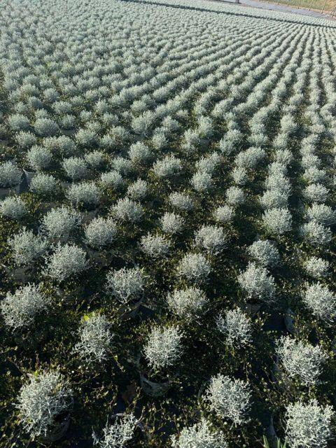 <h4>Leucophyta (Calocephalus) brownii</h4>