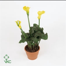 21799: Lovess arrangement