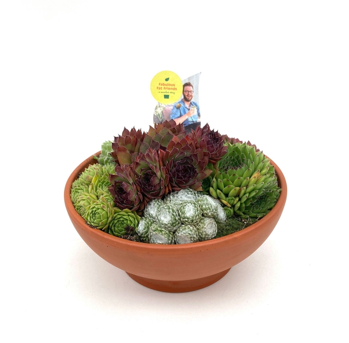 <h4>Arrangementen Sempervivum</h4>