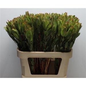 Leucad Mountain Rose