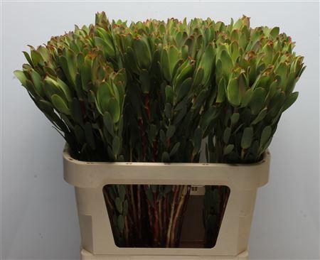 <h4>Leucad Mountain Rose</h4>