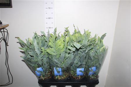<h4>Phlebo A Blue Star</h4>