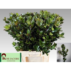 ILEX BL M BLU PRINCE