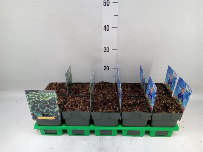 <h4>Hosta fortunei 'Aureomarginata'</h4>