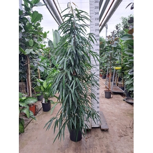 Ficus binn. 'Alii'
