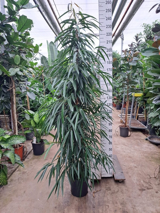 <h4>Ficus binn. 'Alii'</h4>