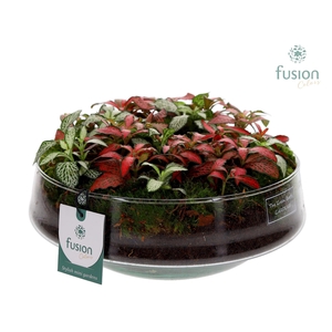 Green Bottle Iris Large met Fittonia Arrangement