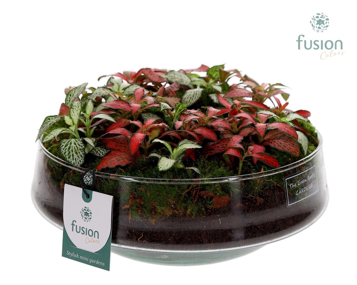 <h4>Green Bottle Iris Large met Fittonia Arrangement</h4>