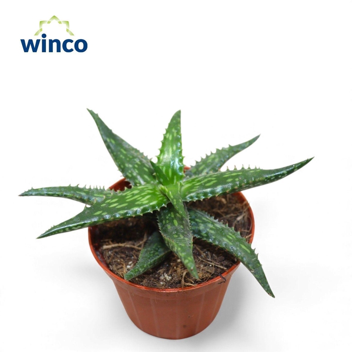 <h4>Aloe Jucunda</h4>