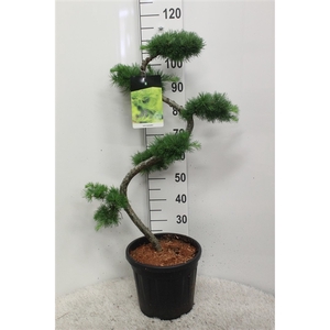 Larix kaempferi S-vorm P32 H110 potgekweekt