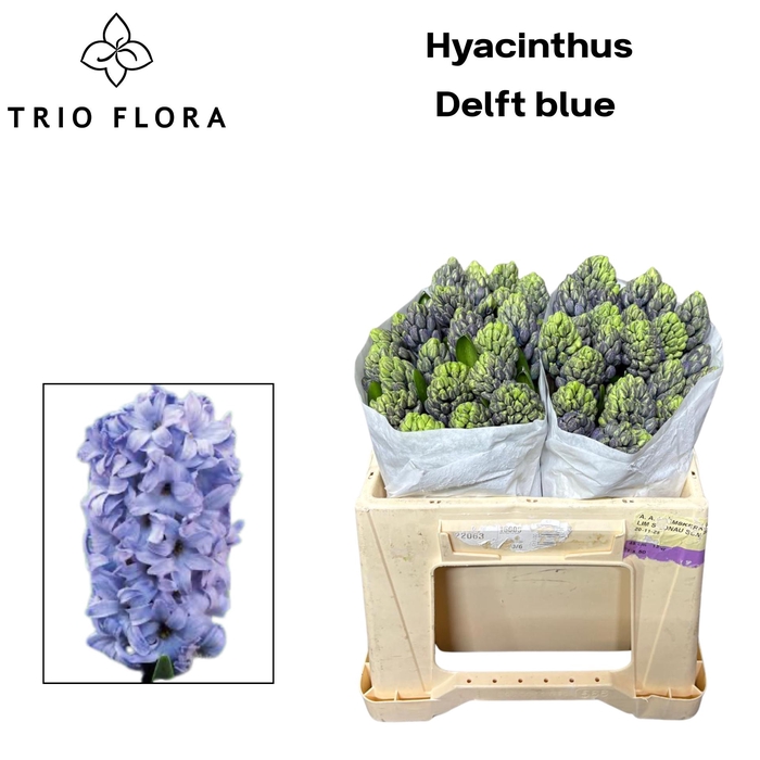<h4>HYAC DELFT BLUE 566</h4>