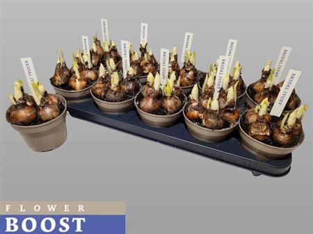 <h4>Narc D Bridal Crown</h4>