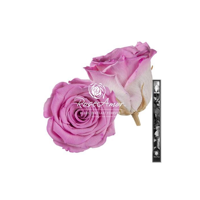 <h4>60cm Stem Bic08</h4>