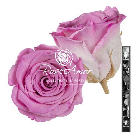 <h4>60cm Stem Bic08</h4>