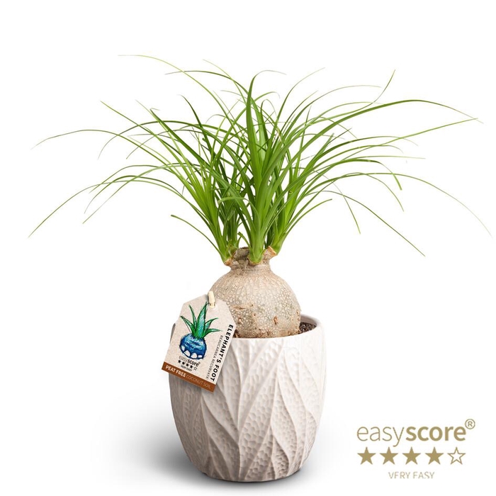 <h4>BEAUCARNEA RECURVATA P12</h4>