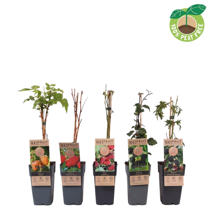 <h4>Rubus Thornless</h4>