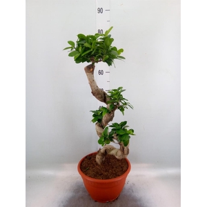 Ficus microcarpa 'Ginseng'