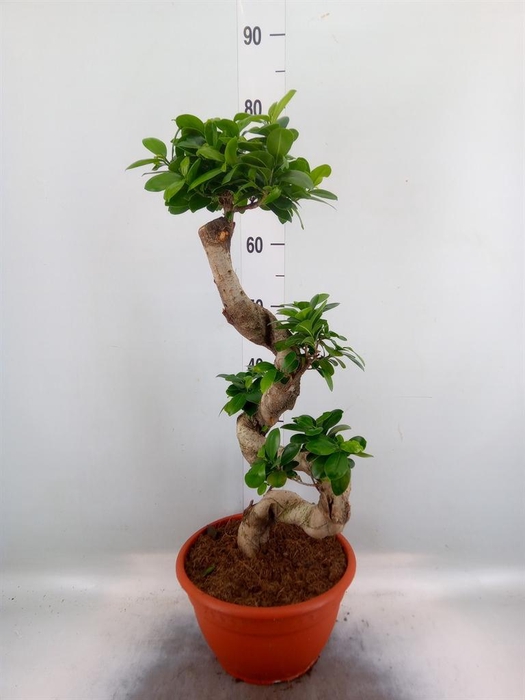 <h4>Ficus microcarpa 'Ginseng'</h4>