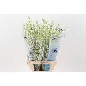 Delph Du C Wh Shades