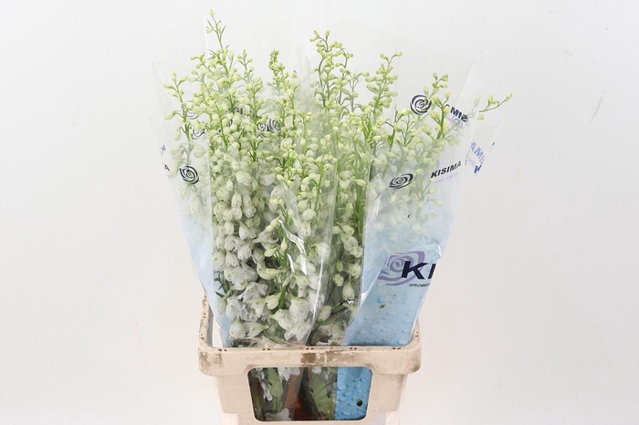 <h4>Delph Du C Wh Shades</h4>