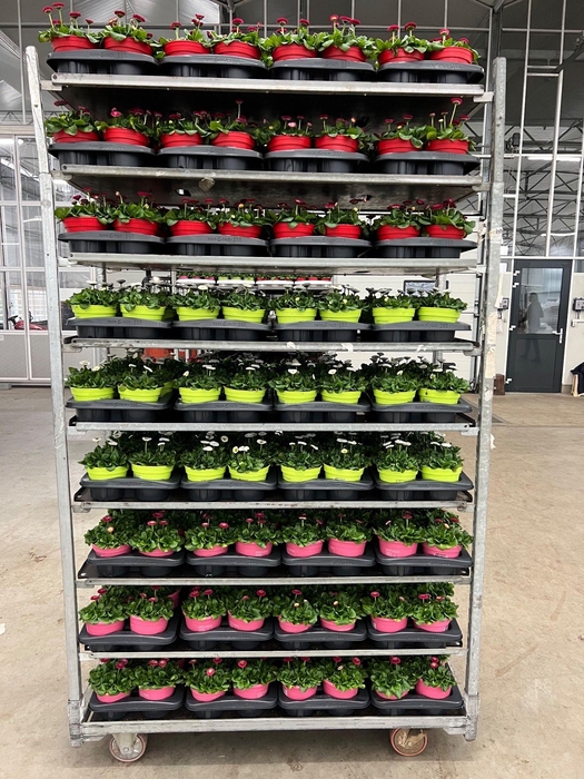 <h4>Bellis Mix kar p 14</h4>