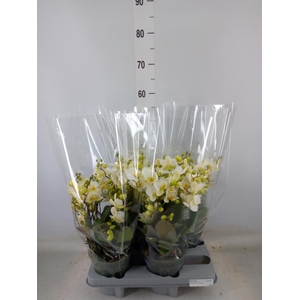 Phalaenopsis multi.   ...white