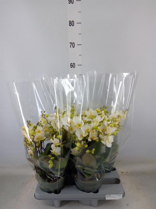<h4>Phalaenopsis multi.   ...white</h4>