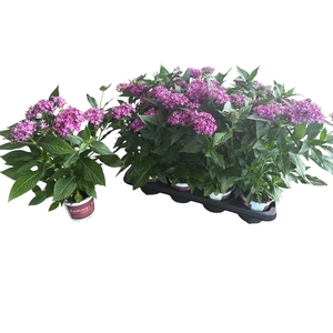 PENTAS L S VIOLET
