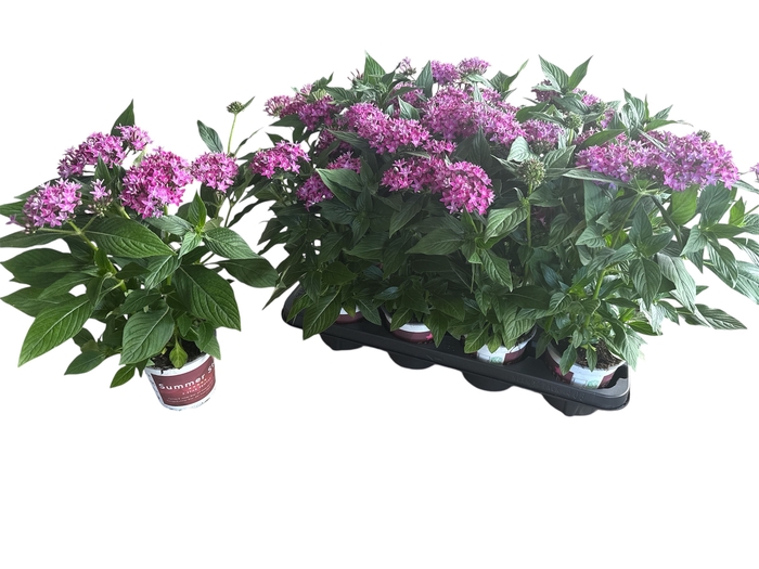 <h4>PENTAS L S VIOLET</h4>