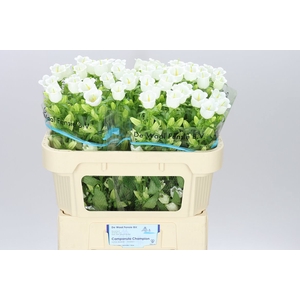 Campanula M Champ White