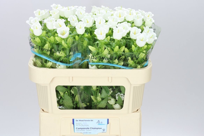 <h4>Campanula M Champ White</h4>