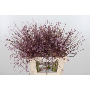 Allium Schuberti