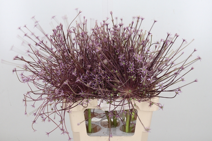 <h4>Allium Schuberti</h4>
