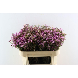 Cham Purple Grand Jupiter