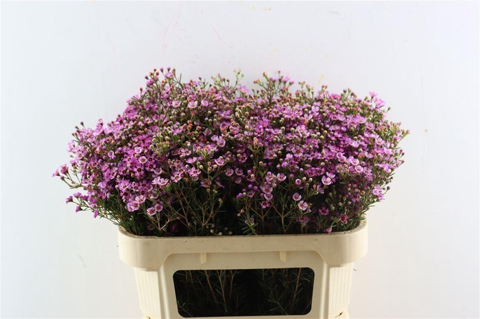 <h4>Cham Purple Grand Jupiter</h4>