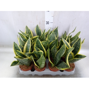 Sansevieria trifa. 'Futura Superba'