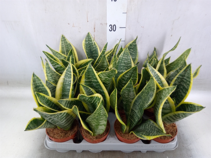 <h4>Sansevieria trifa. 'Futura Superba'</h4>