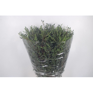 Euc Parvifolia Per Bunch 400 Gram Ex