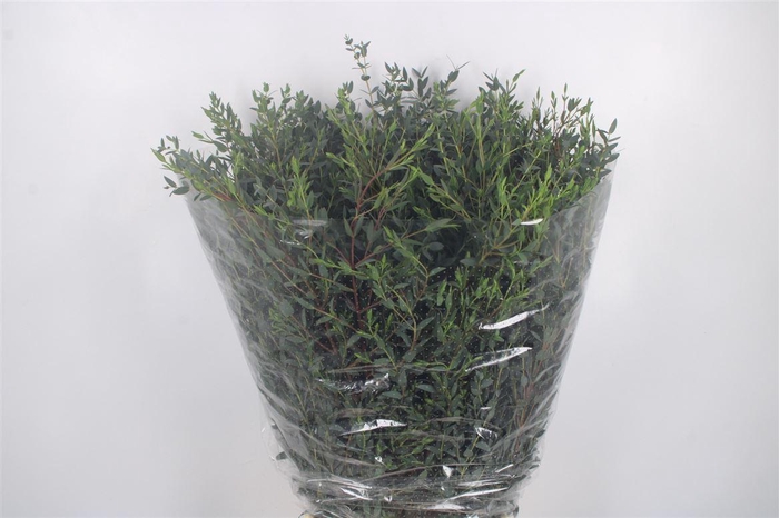 <h4>Euc Parvifolia Per Bunch 400 Gram Ex</h4>