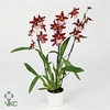 Cambria 'Remember Burkhard Holm' 2 tak 12 cm