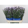 Aster Cassandra