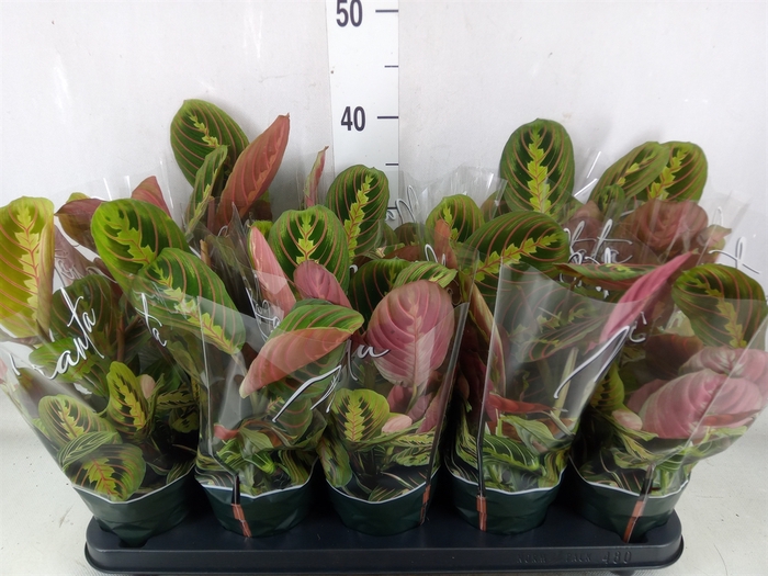 <h4>Maranta leuc. 'Fascinator'</h4>